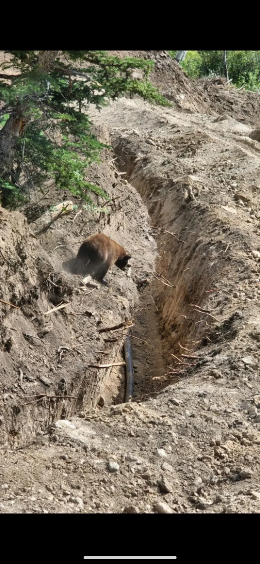 A bear is in the dirt looking for food.